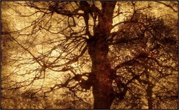 mystic tree 