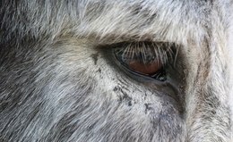 Olho do burro 