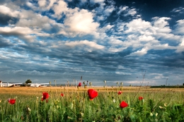 Poppies 