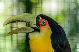 Tucano de bico verde 