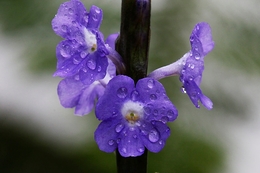 purple flower 