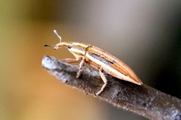 Bug 