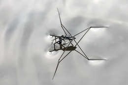 water strider 