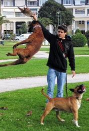 jumping dog 