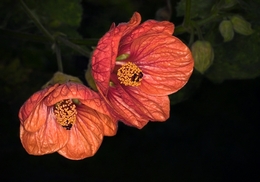 Abutilon 