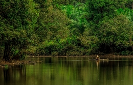 Landscape Forest Tanjung Putus In Riau 