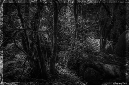 Mistérios da floresta II 