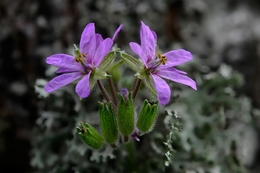 Pequenas flores_02 