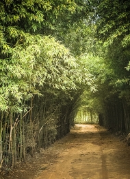 Caminho de Bambu 