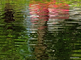 Reflexos e Cores 