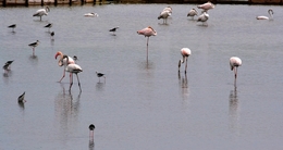 Flamingos e Outros  