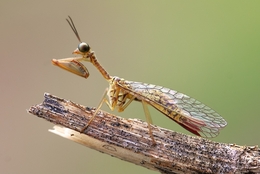 Mantisfly 