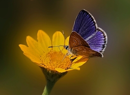 A PRINCESA DE MANTO AZUL 