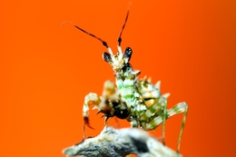 Spiny flower Mantis  