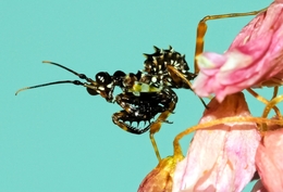 Spiny flower mantis 