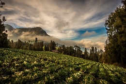 Farm @ Mt_ Bromo, Indonesia 