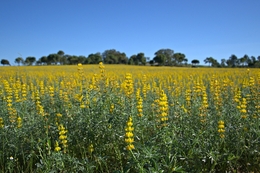 Alentejo 