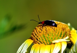 Escaravelho de Pescoço Vermelho 