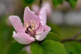 Uma Flor 