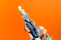 Phyllocrania paradoxa (ghost mantis) 