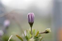 flor poema 