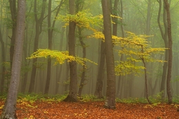Silent forest in autumn colors 
