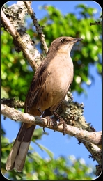 Tejo-do-campo 