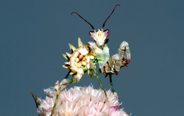 Spiny Flower Mantis 