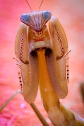 Tenodera sinensis  
