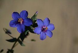 Flores do monte 