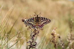 ZERYNTHIA RUMINA 