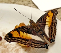 Mariposa 