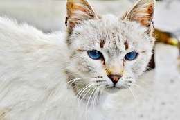 blue eyes cat 