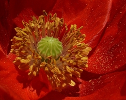 Poppy 