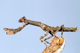 Popa Spurca Mantis 