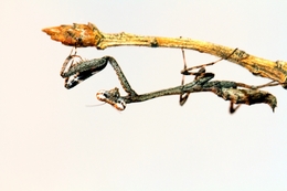 Deroplatys Lobata Mantis  