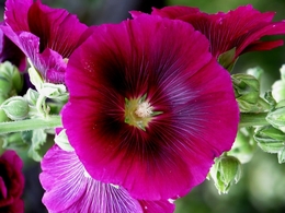 Purple Flower 