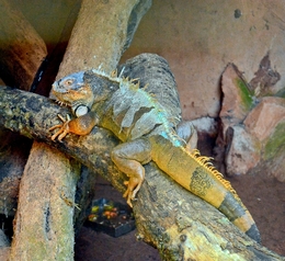 O iguana 