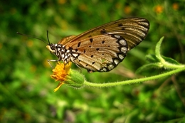 Buterfly 