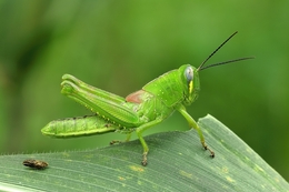 Green Grasshopper 