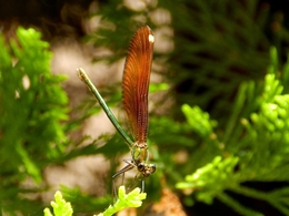 LIBELINHA FEMEA(Caloptèryx virgo) 