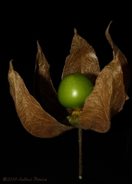 Physalis 