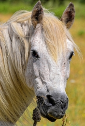 Retrato do Cavalo 