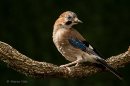 Gaio (Garrulus glandarius) 