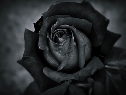 Black rose 