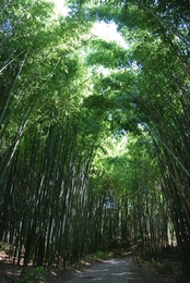 O túnel verde 