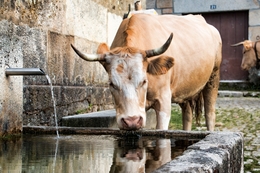 Vaca barrosã matando a sede 