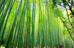 Bamboo forest#2 