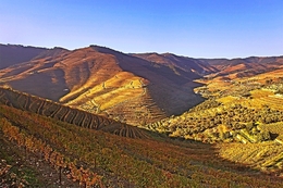 TERRAS DO ALTO DOURO 