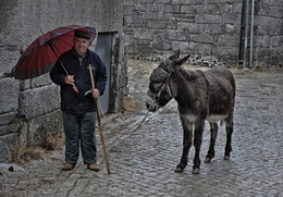 O homem e o burro 